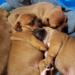 Bull Terrier and Staffordshire Bull Terrier Puppies from Terri Cournoyer