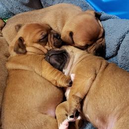 Bull Terrier and Staffordshire Bull Terrier Puppies from Terri Cournoyer