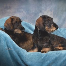 Dachshunds from Rivendell Farms