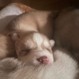 Nova - Red and white female Siberian Husky puppy in Madison, Georgia from Thornbury Kennel