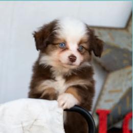 Sweetheart - Red tri female Toy Australian Shepherd puppy in Granbury, Texas from Texas Miniature Aussies