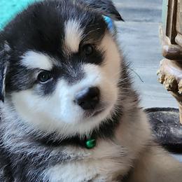 Girl 2 'Onyx' lime green collar - Gray and white female Alaskan Malamute puppy in Grayson County, Virginia from River Bend Malamutes