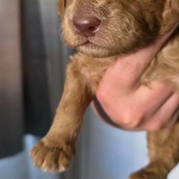 Biscuit - Apricot male Double Doodle puppy in Oceanside, California from Strong Mountain Doodles