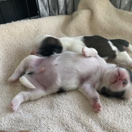 Shih Tzu Puppies from Willow Lane Shih Tzus