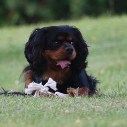 Donovan - Cavalier King Charles Spaniel
