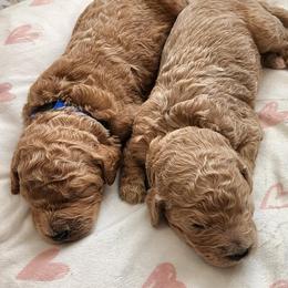 Goldendoodles from Mario's Goldendoodles