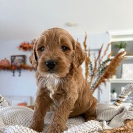 Ralphie - Cream male Goldendoodle puppy in Brooksville, Florida from Abby’s Standard Goldendoodles