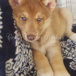 Siberian Husky Puppies from Crazy Cookies Huskies