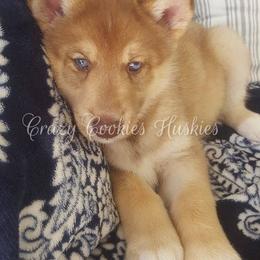 Siberian Husky Puppies from Crazy Cookies Huskies