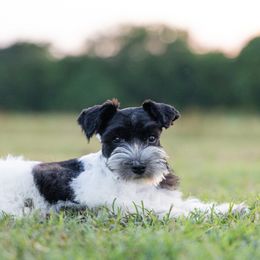 Miniature Schnauzer Puppies from Gypsey Creek Mini Schnauzers
