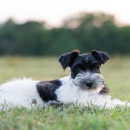 Miniature Schnauzer Puppies from Gypsey Creek Mini Schnauzers