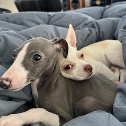 Chihuahua All Grown Up from Sugar Cookie Chihuahuas