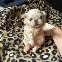 Winter - White female Pekingese puppy in Cumming, Georgia from Imperial Pekingese