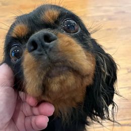 Piper - Cavalier King Charles Spaniel