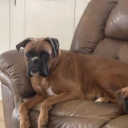 Aria - Boxer