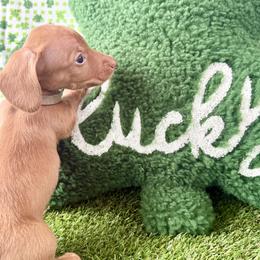 Rudolph the red nose, Weiner - Cream male Dachshund puppy in Orlando, Florida from Weiner Wunderland of Central Florida