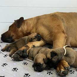 Boerboel Puppies from Southern Pride Boerboels