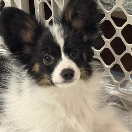 Papillon Puppies from Lena Cherkas