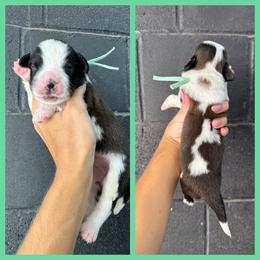 Teal - Mahogany and white female Saint Bernard puppy in Ladysmith, Wisconsin from Northwoods Saint Bernards