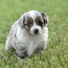 Toy Australian Shepherd Puppies from Baker Ranch Toy Aussies