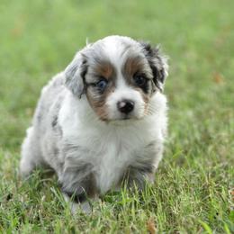 Toy Australian Shepherd Puppies from Baker Ranch Toy Aussies