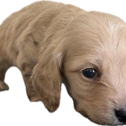 Male Cream Longhair - Cream male Dachshund puppy in El Paso, Texas from InnerVision K9 & Dachs