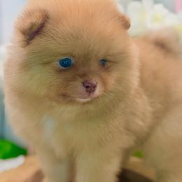 Justin - Chocolate merle male Pomeranian puppy in Gilroy, California from Belt Fed Kennels