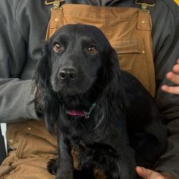 Luna - English Cocker Spaniel