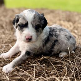 Pink collar toy - Blue merle female Aussiedoodle puppy in 32046, Florida from River Hill Ranch