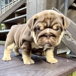 Brownie - Chocolate tri-color female Bulldog puppy in Fort Oglethorpe, Georgia from Jhuntfrenchies