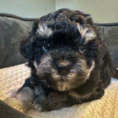 Pup 1 - Black and white female Shichon puppy in Grand Rapids, Michigan from Great Lakes Teddy Bear Dogs