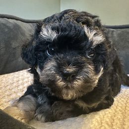 Pup 1 - Black and white female Shichon puppy in Grand Rapids, Michigan from Great Lakes Teddy Bear Dogs