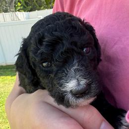 Muffin - female Australian Mountain Doodle puppy in Sherrills Ford, North Carolina from Magnolia Grove Farms