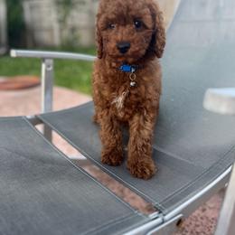 Poodle Puppies from Sakura Poodles