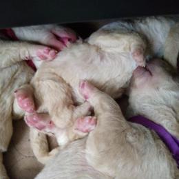 Chesapeake Bay Retriever Puppies from GemiLamb Gun Dogs