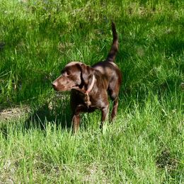 Tia - Labrador Retriever
