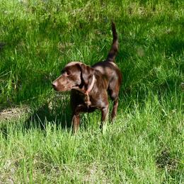 Tia - Labrador Retriever