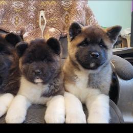 Akita Puppies from TLC Akitas