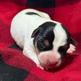 Masked Spotty Boy - Tri-color male Jack Russell Terrier puppy in Yakima County, Washington from Saddle Rock Kennels