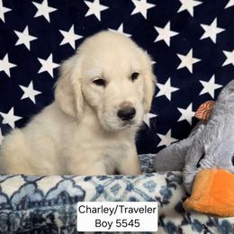 Charlie Boy 2 - Golden male Golden Retriever puppy in Niles, Michigan from Family Raised Goldens