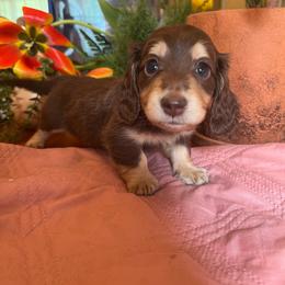 Hershey - Chocolate and cream female Dachshund puppy in Perryville, Maryland from Heavenly Heritage Dachshunds and Doods