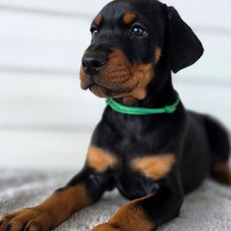 Green - Black and rust male Doberman Pinscher puppy in Denham Springs, Louisiana from Franklin Dobermans