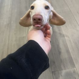 Koda - Dachshund