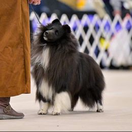 Shetland Sheepdog All Grown Up from Leigh Hi Shelties