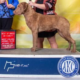 Chesapeake Bay Retrievers from Cypress Pine Kennels