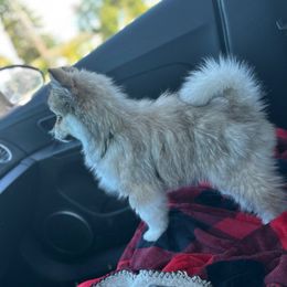 Beau - Wolf sable male Pomsky puppy in Shoreline, Washington from SeattlePomskies