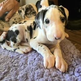 Harlequin girl 1 - Harlequin Great Dane puppy in Golconda, Illinois from Breken Great Danes
