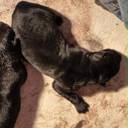 Girl 1 - Black female German Shepherd puppy in Lake George, Colorado from High Country German Shepherds