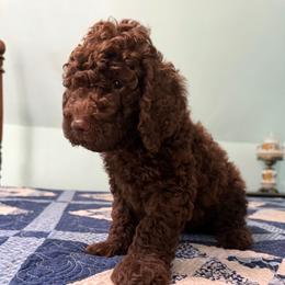 Thomas Jefferson - Brown male Poodle puppy in Fairfield, North Carolina from Leaning T Ranch