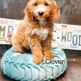 Clover - Cream female Goldendoodle puppy in Pasco, Washington from Camp Doodle Woods